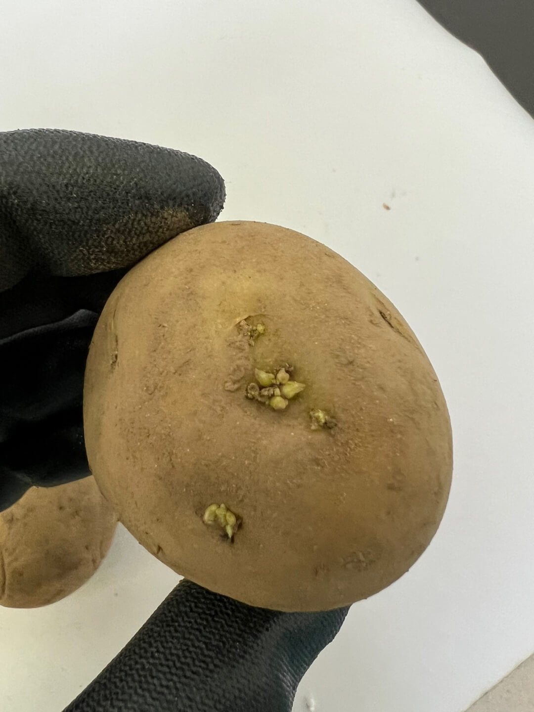 싹이 난 씨감자