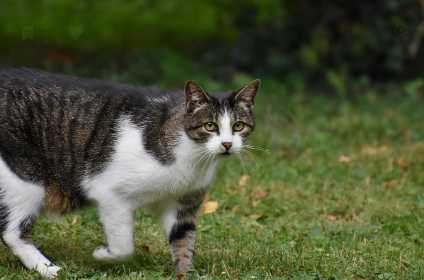 고양이 체형 자가 진단법 관련 사진