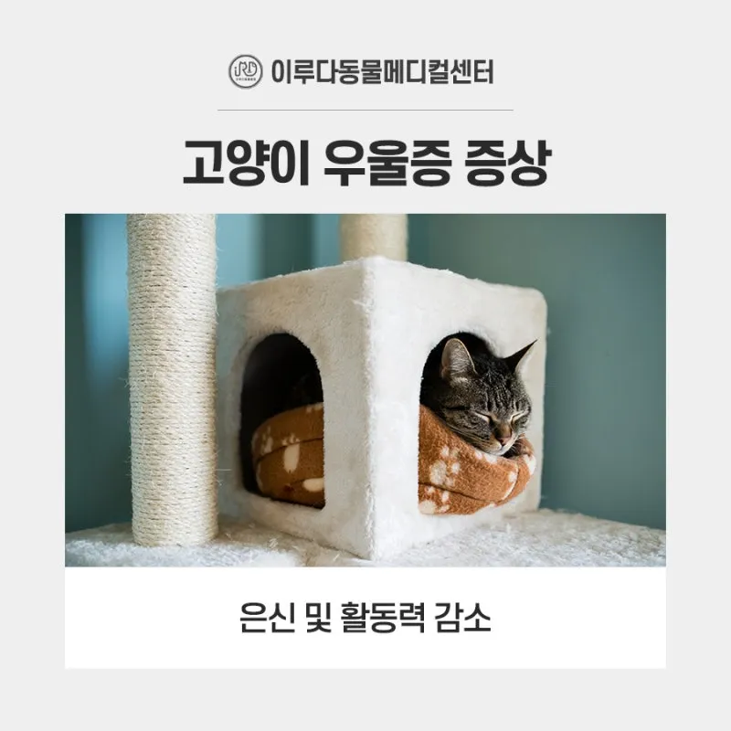 고양이 우울증과 무기력증 증상_9