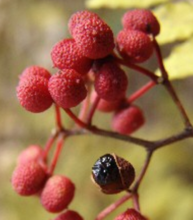 초피나무 관련 사진