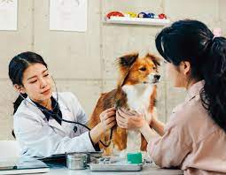 동물병원 진료비