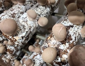 이슬송이버섯-재배