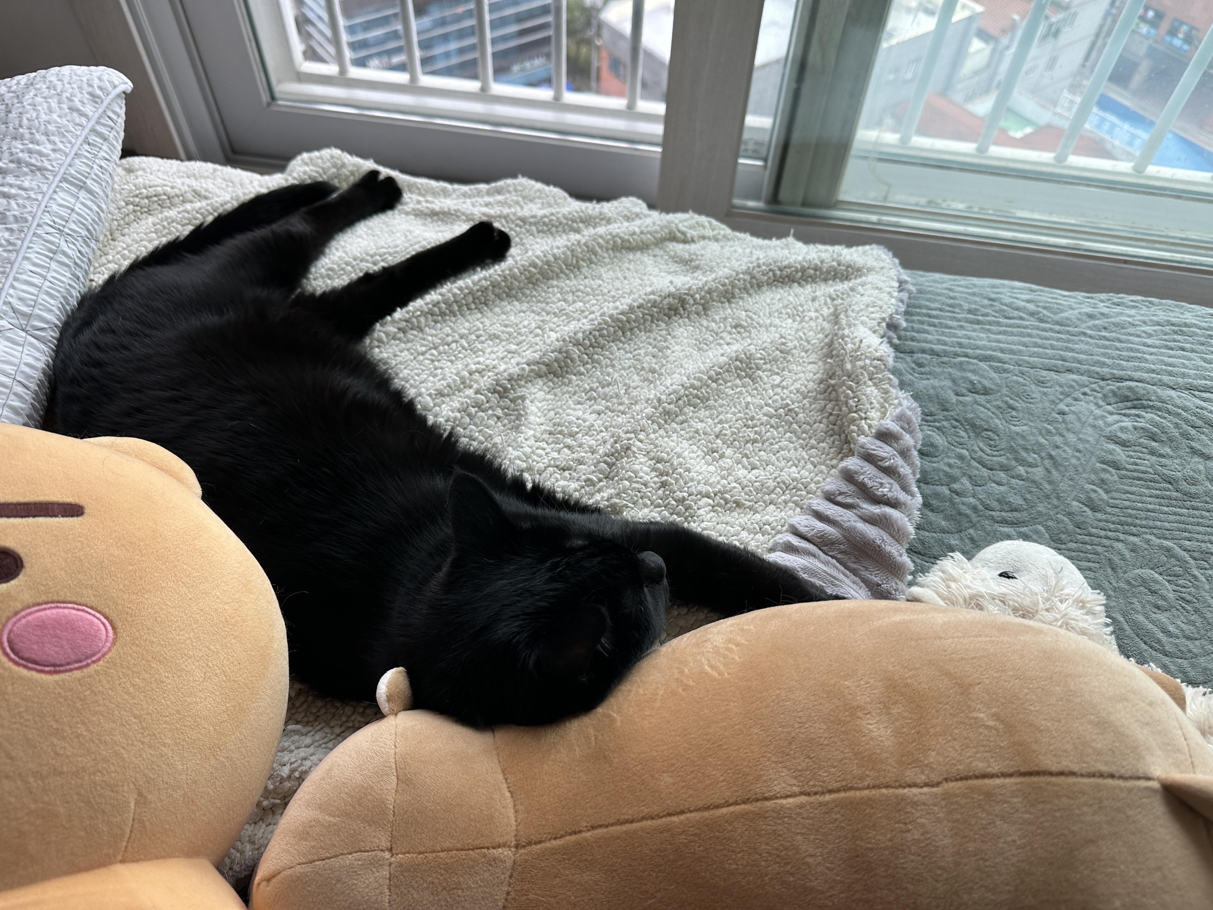 새로_업어온_물개_인형을_맘에_들어하는_건이_2