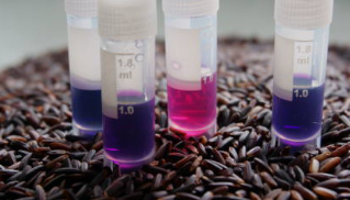 안토시아닌 효능 안토시아닌 많은 과일 및 음식 안토시아닌 영양제 쌀