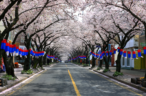 벚꽃 개화시기 2023