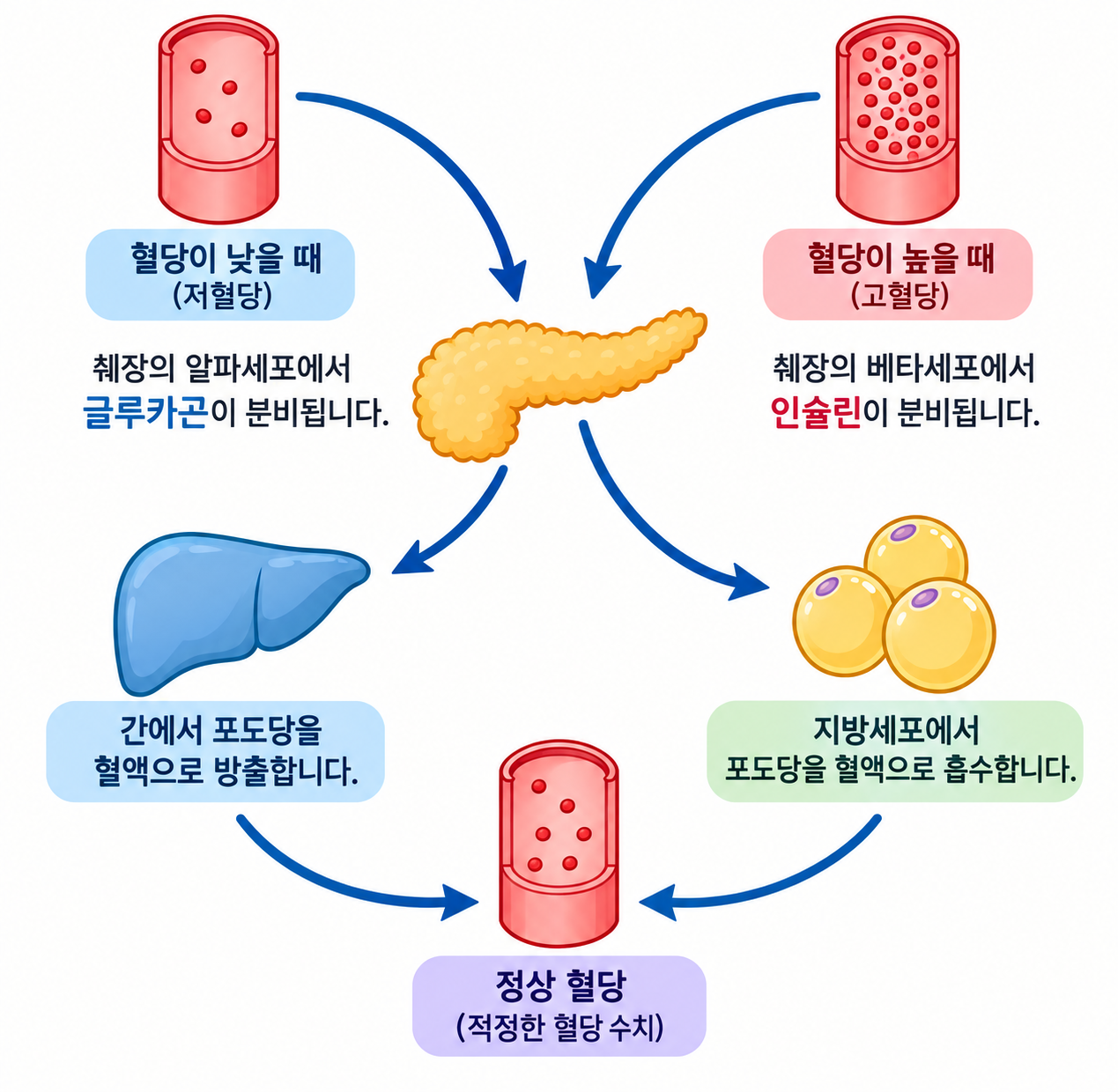 인슐린과 간의 혈당 조절 과정