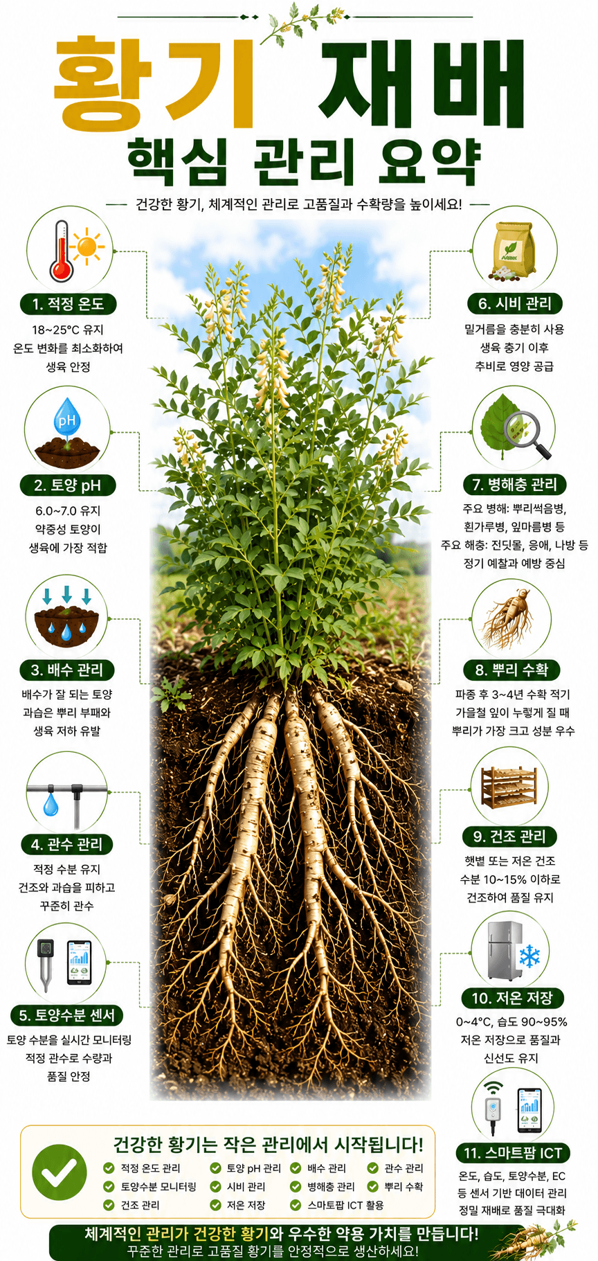 황기 재배 핵심 관리 인포그래픽