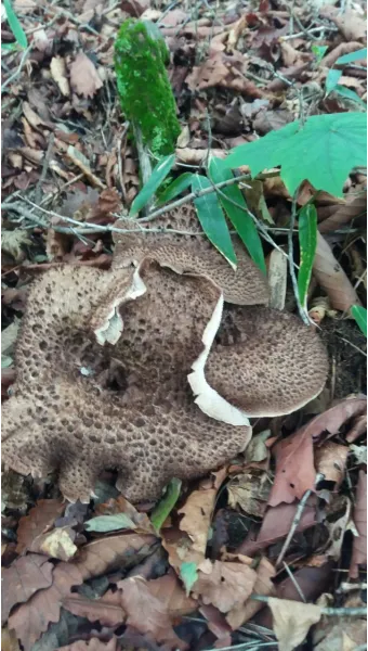 능이버섯 채취시기 산행 정보를 정리_23