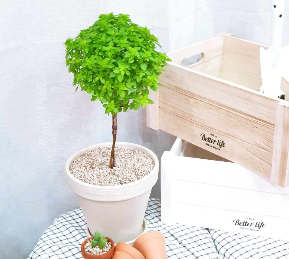 외목대에 동그랗게 뭉친 잎을 가진 바질 트리