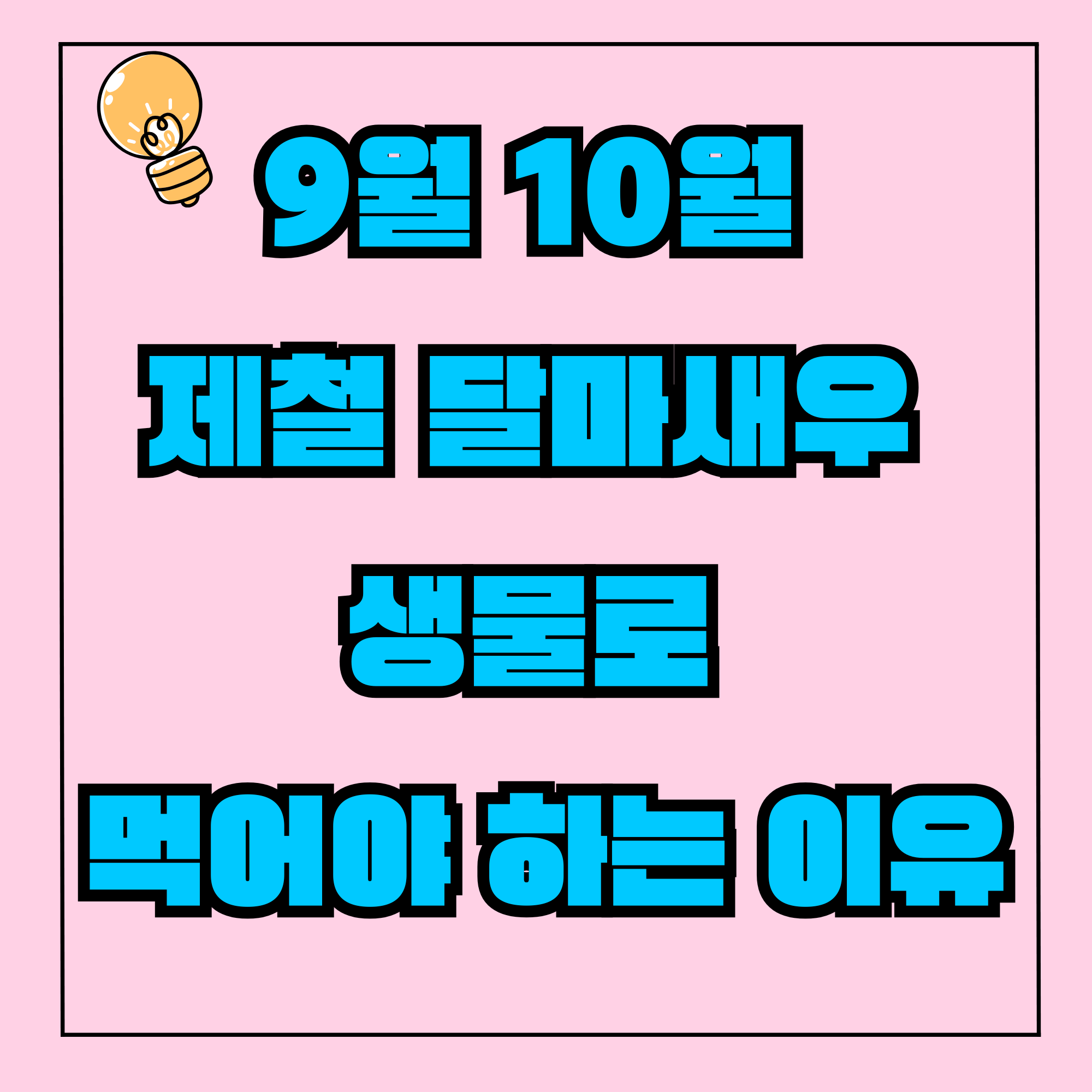 달마새우 회 여수 달마새우 생물