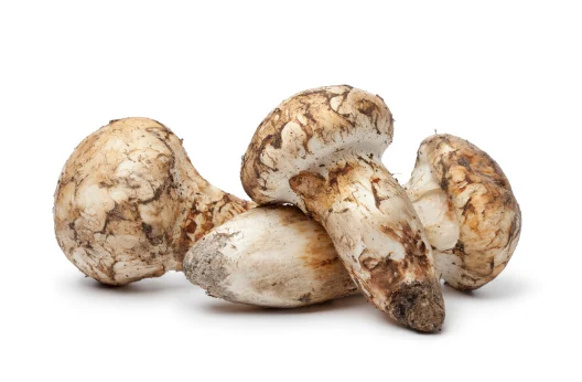 송이버섯 가격 및 효능 효과 먹는방법