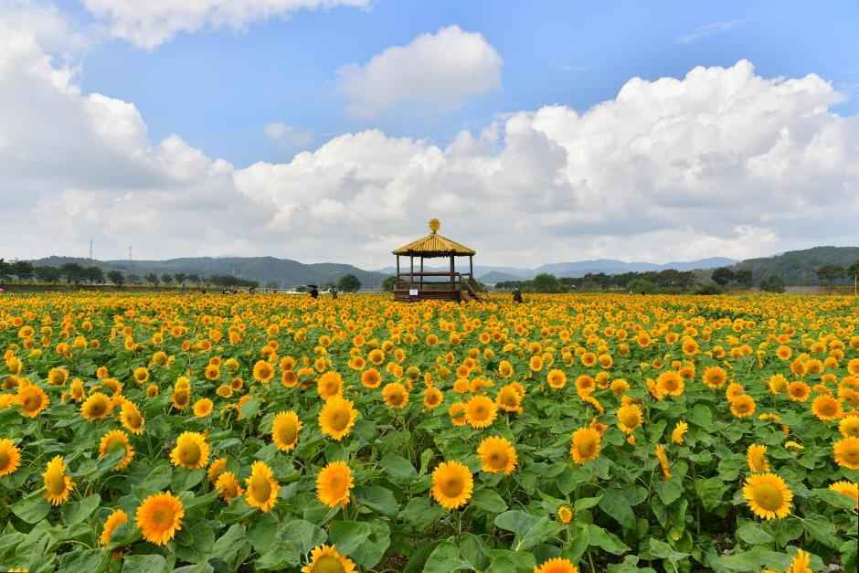 황룡강 길동무 꽃길 축제