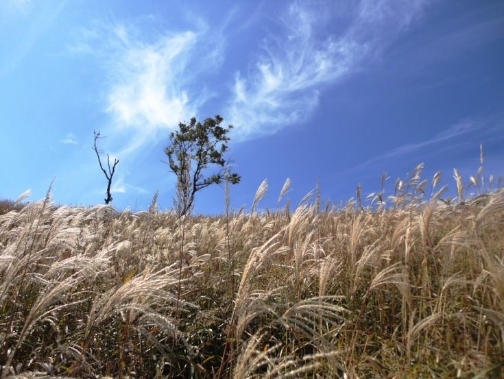 명성산 억새군락지