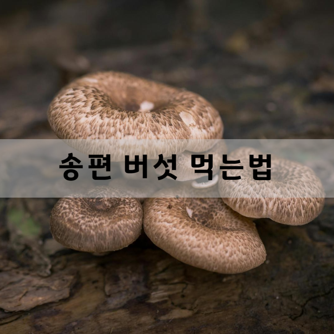 송편-버섯-먹는-법