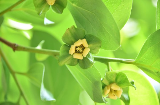 감잎차의 효능 및 보관 방법