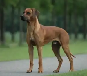 로디시안 리지백