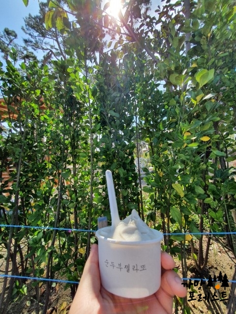 순두부젤라또 아이스크림
