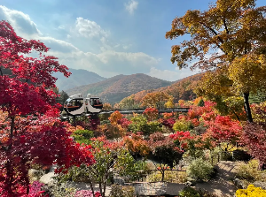 화담숲 단풍