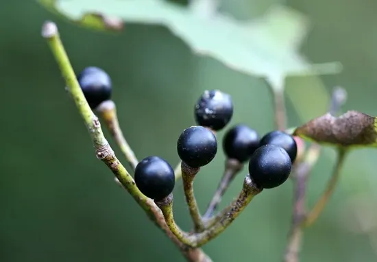 생강나무 꽃 개화시기 모양 특징_7