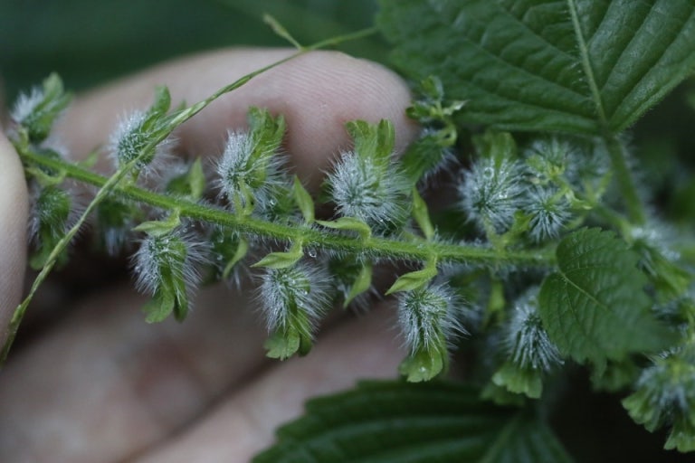 지역별 들깨 파종시기