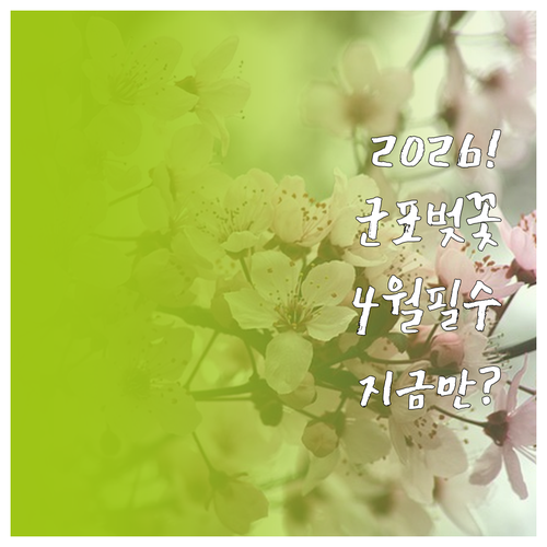2026 군포시 벚꽃 명소 추천 및 ..