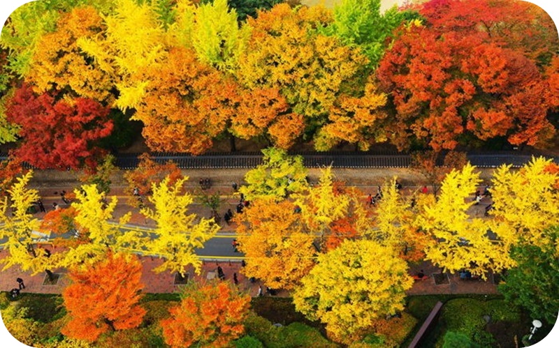 덕수궁-돌담길-노랑-빨강-단풍-길