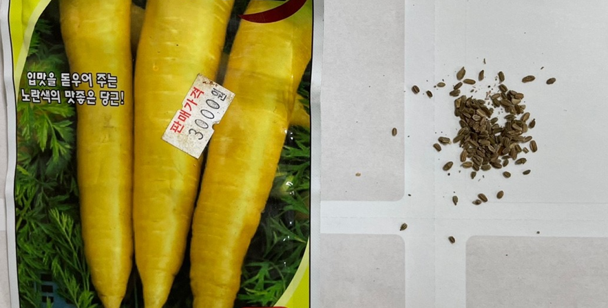 노란 당근씨앗
