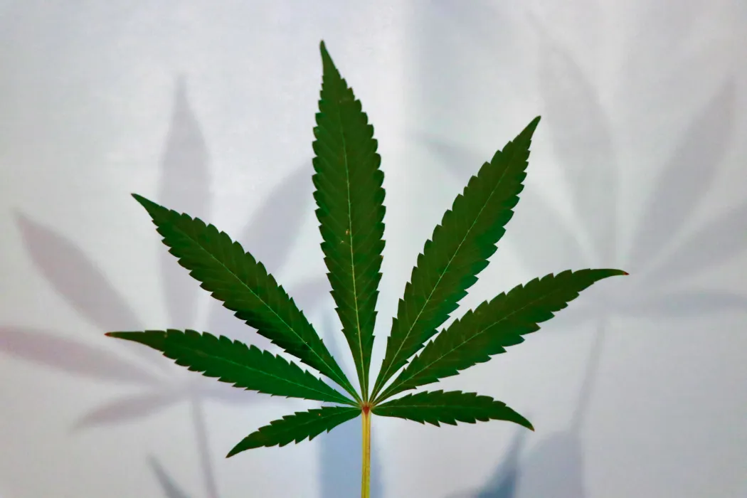 대마-사진