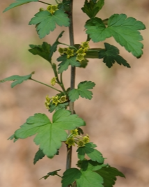 까마귀밥나무 수형