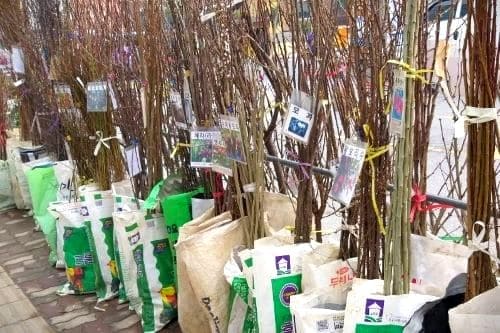 대추나무-묘목-심기-심는방법-식재방법