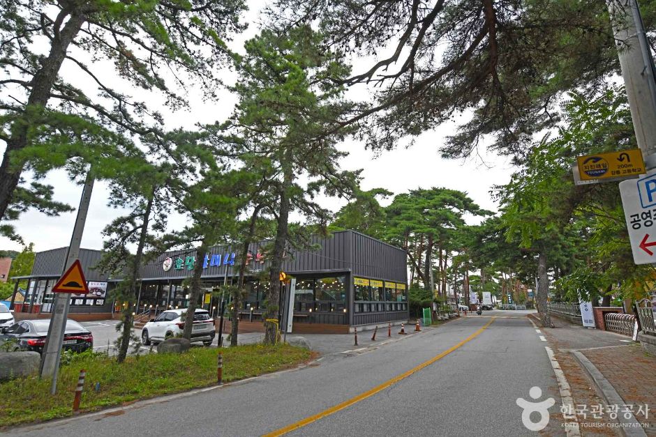 초당순두부마을 소나무길
