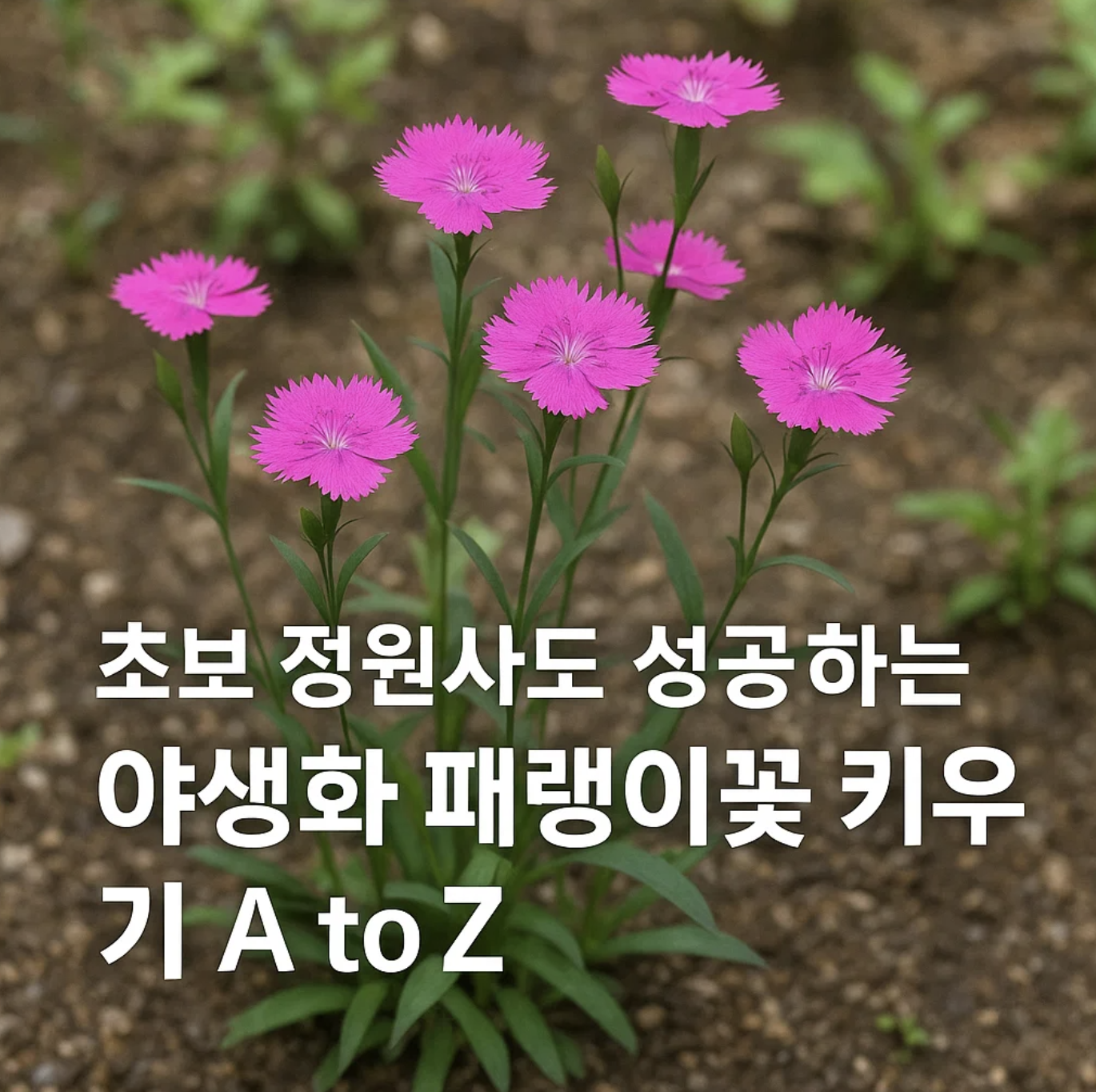 초보 정원사도 성공하는 야생화 패랭이꽃 키우기 A to Z