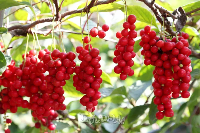 오미자 재배 차광 관리 덩굴 유인 병해 예방_8