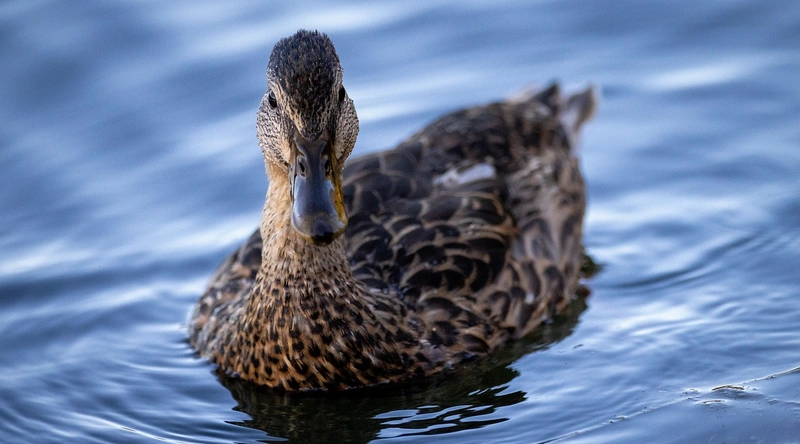 정보처리기사 자격증 개요