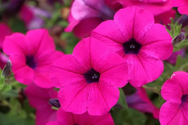 6월 꽃게 금어기 정확한 일정과 유통 제한 상세 정보 총정리_7