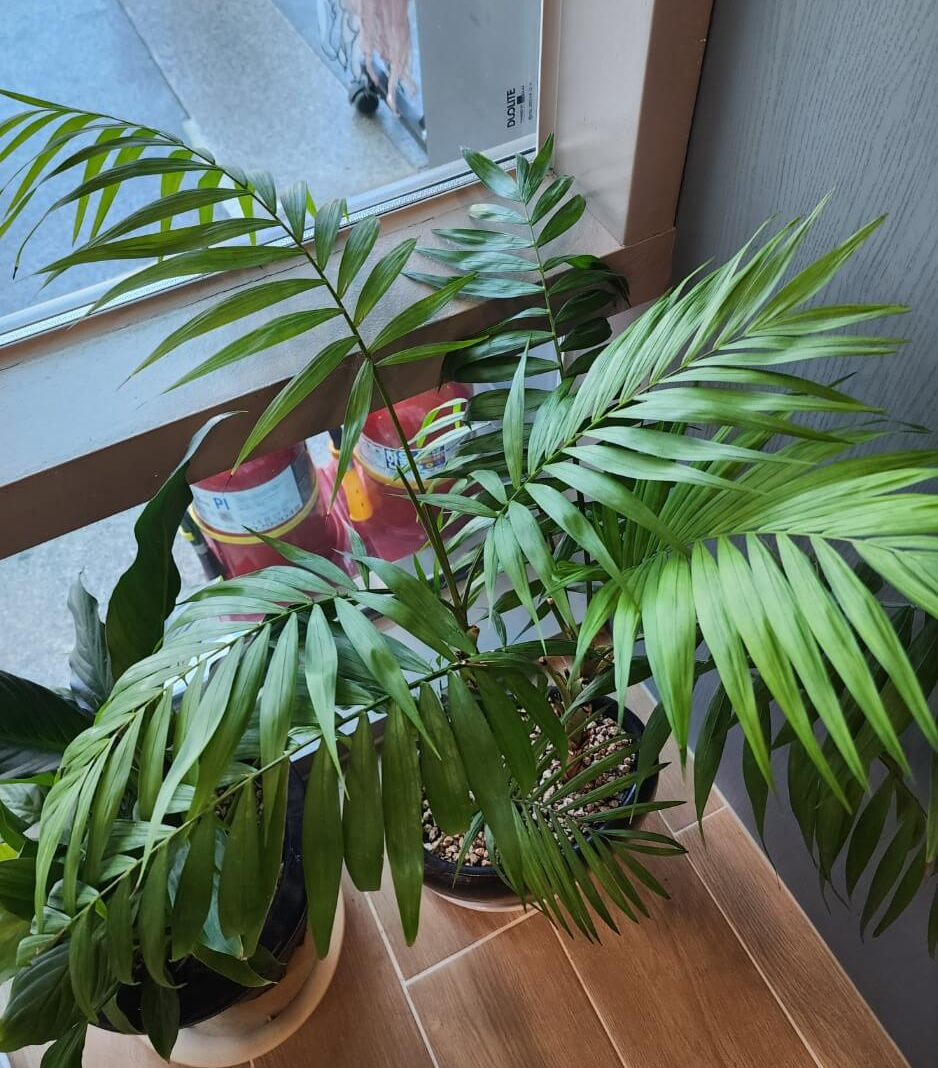 위레서바라본 겐차야자의모습