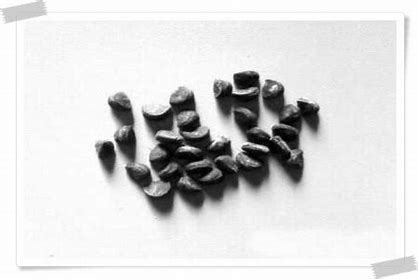 모티리톤정 성분 : 견우자