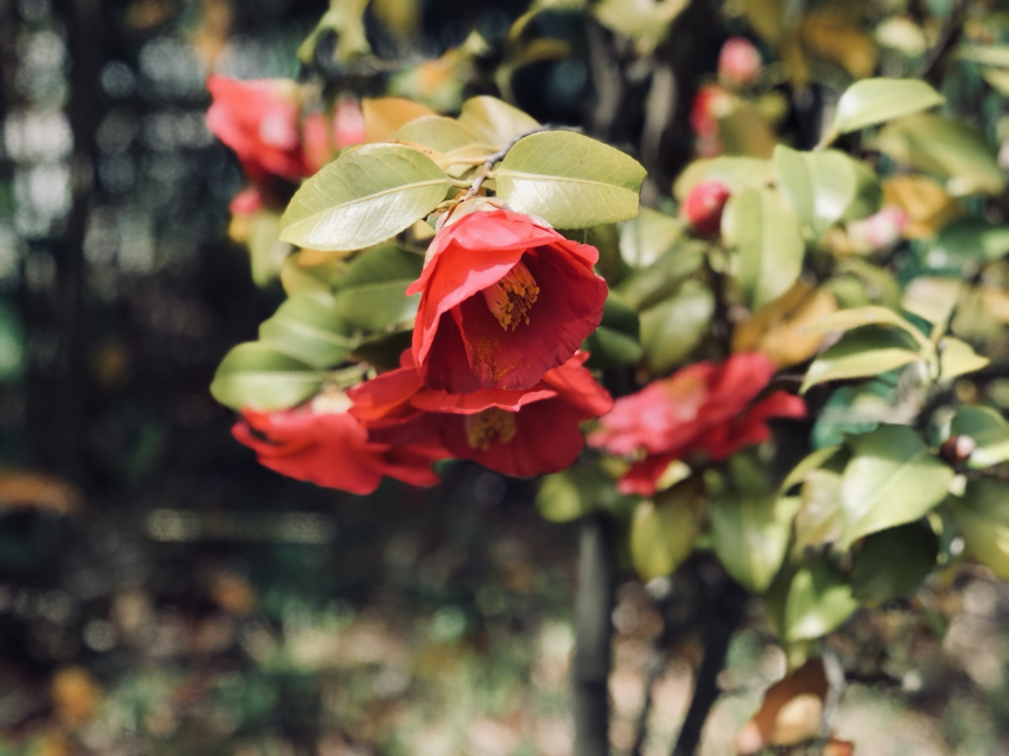 아름다운-동백꽃-사진