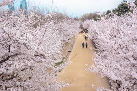 서울 벚꽃 명소