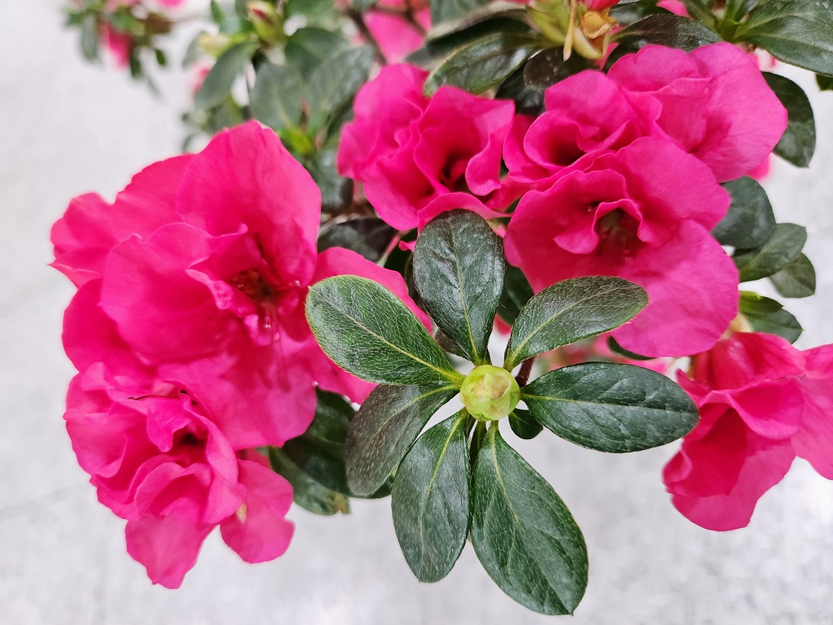 아젤리아(서양철쭉)