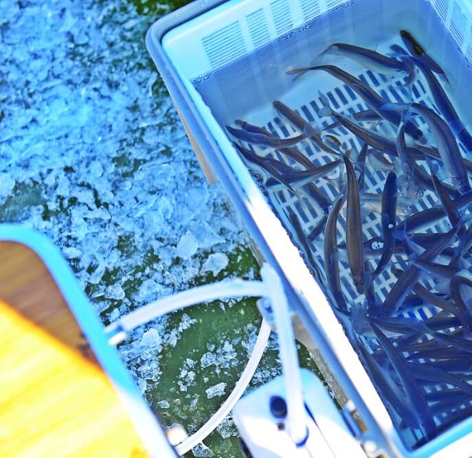 강화 양오 빙어축제