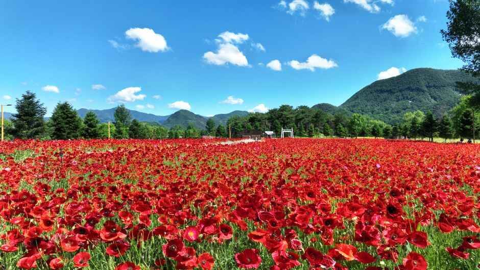 Colorful Garden 자라섬 꽃 페스타