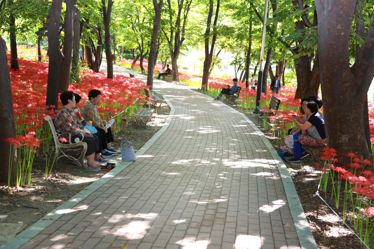 대구 서구 그린웨이 장미원