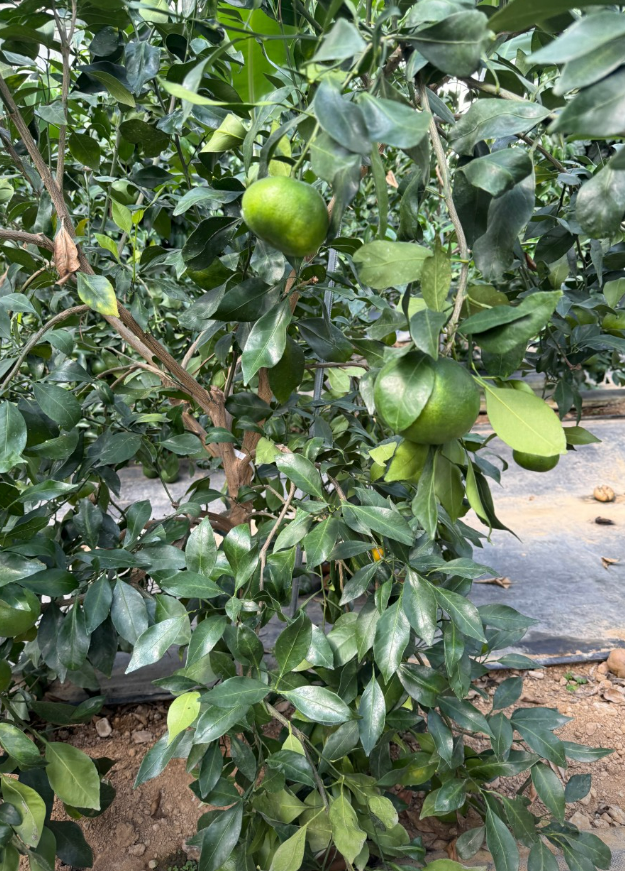 &amp;lt; 생방송투데이 보고 먹고 즐기다 3GO 여행 창녕&amp;#44; 청도편 &amp;gt;