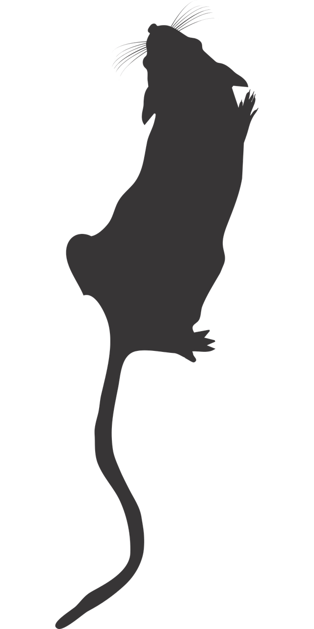 120/앱 신고, 가정·사업장 퇴치 루틴, 여름철 감염병 예방까지 한 번에 정리. 장마철 쥐 출몰 뉴스 대응 가이드