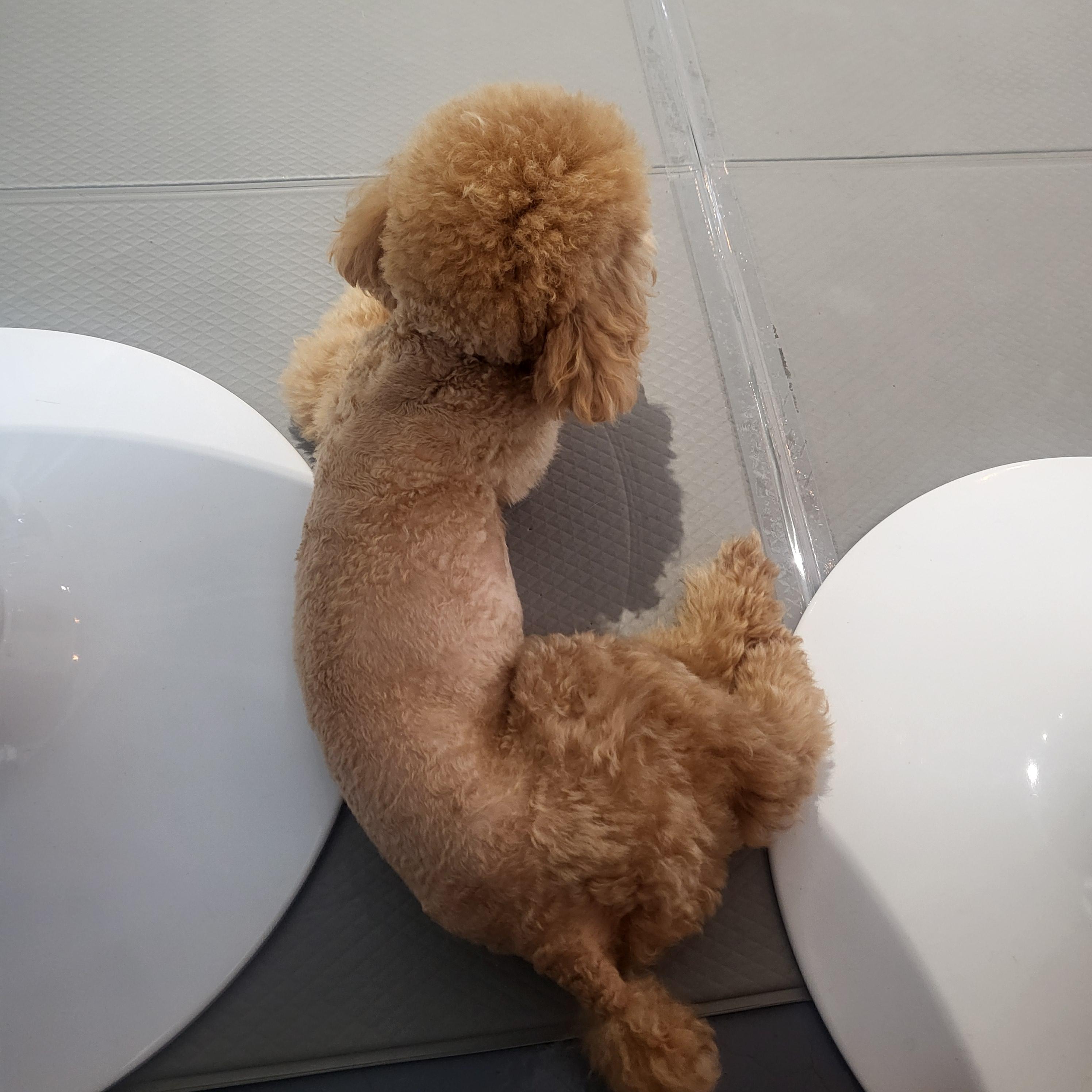 울산 애견 카페(딩동댕 애견카페)