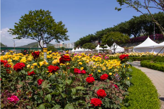 장미축제 전국 TOP5