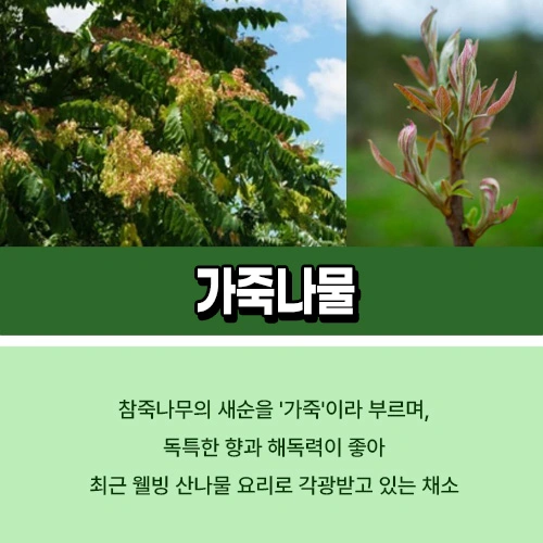 가죽나물