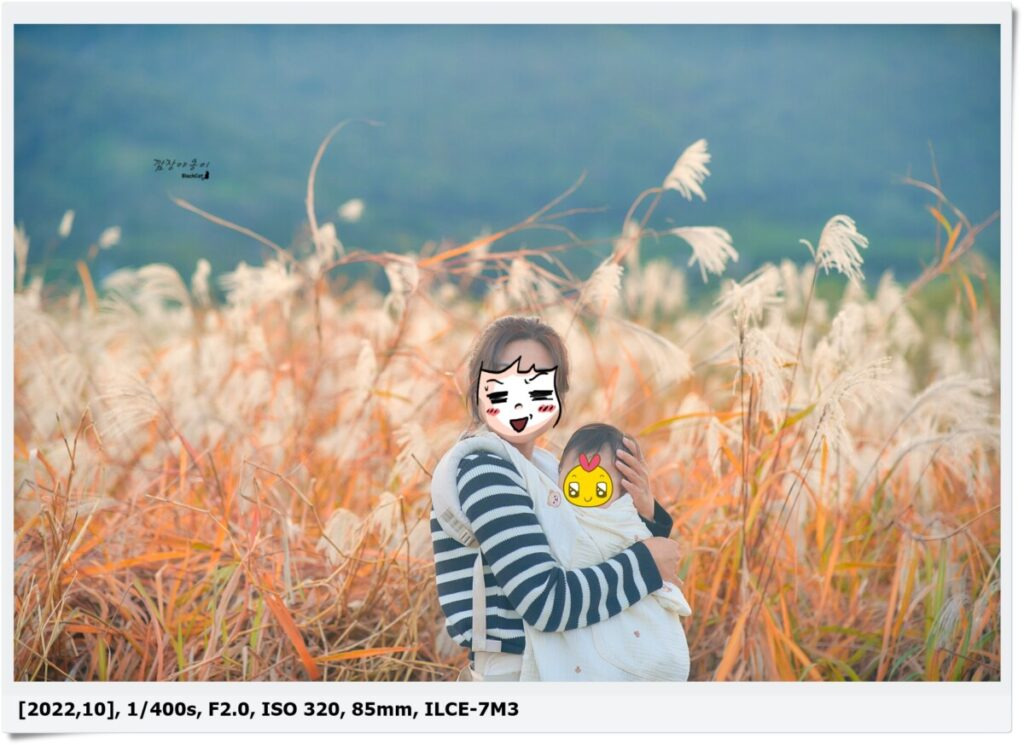 양산 황산공원 갈대와 가을 햇살 풍경