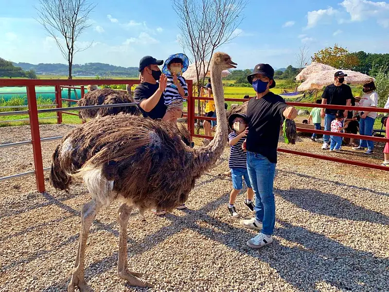 경남 함안 타조 농장 먹이주기, 퀴즈풀기, 알밟기, 교감하기 체험 가볼만한 곳 추천